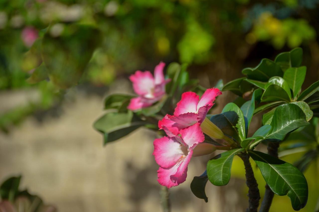 Janu Homestay Tangalle Exteriör bild