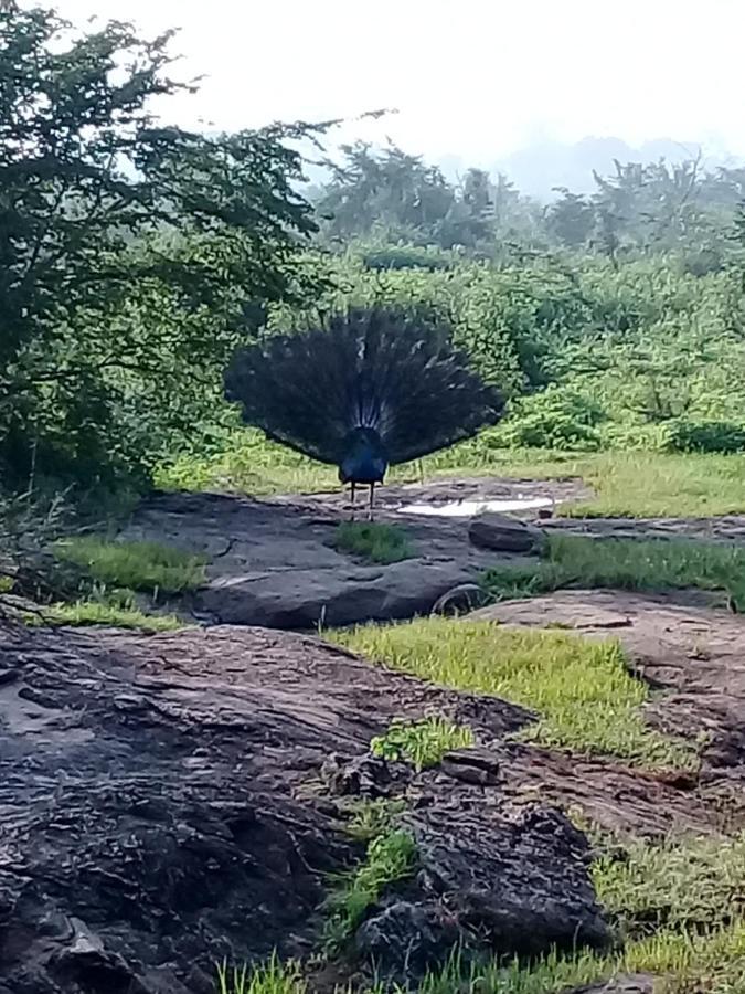 Janu Homestay Tangalle Exteriör bild