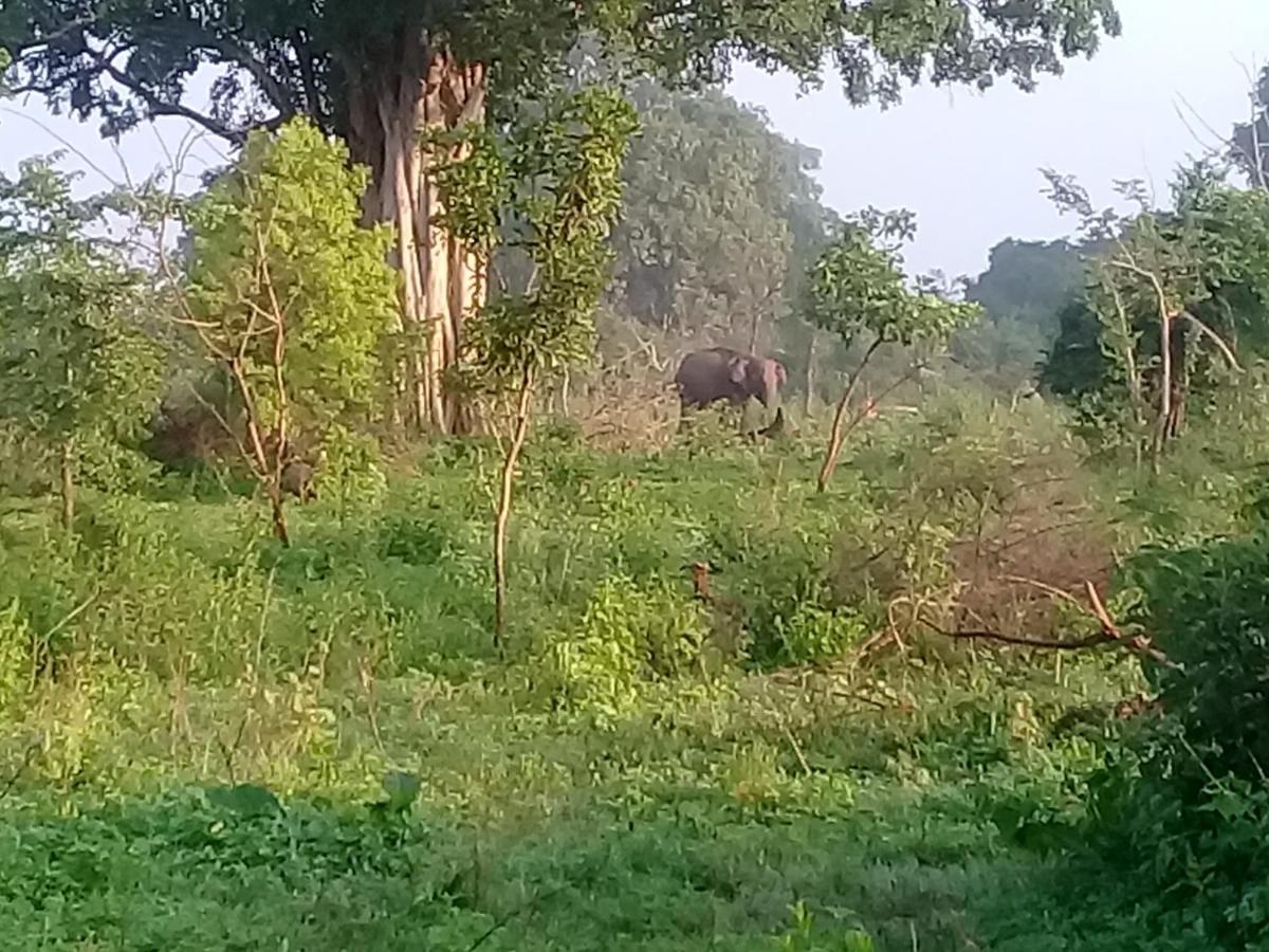 Janu Homestay Tangalle Exteriör bild